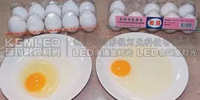 左為利用LED燈控制雞舍照明所產(chǎn)的雞蛋，蛋清黏稠、蛋黃像球般挺立